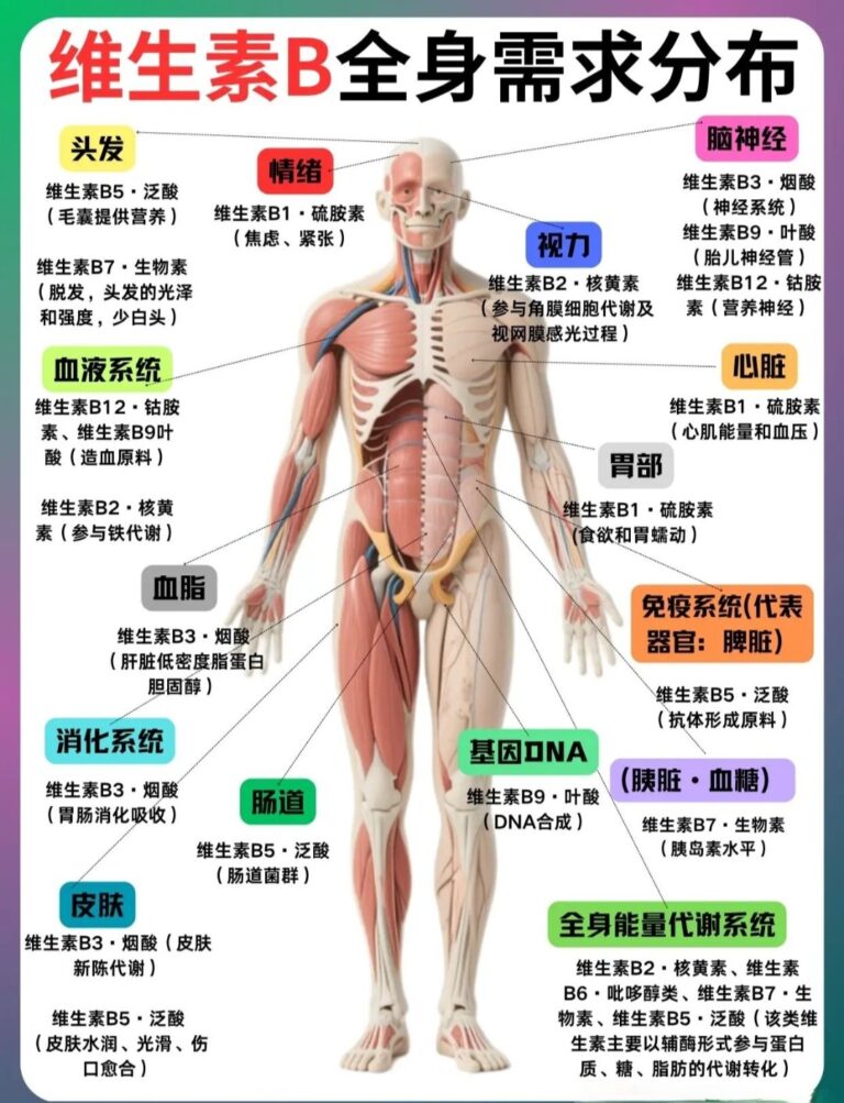 一图读懂：人体维生素B全身需求分布
